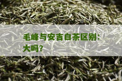 毛峰与安吉白茶区别：大吗？