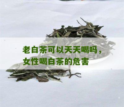 老白茶可以天天喝吗，女性喝白茶的危害