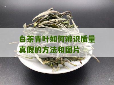 白茶青叶如何辨识质量真假的方法和图片