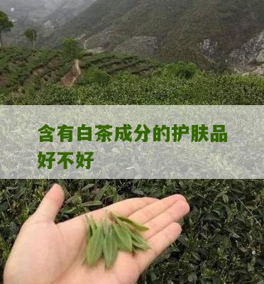 含有白茶成分的护肤品好不好