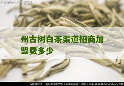 州古树白茶渠道招商加盟费多少