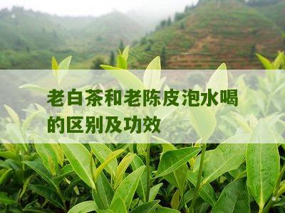 老白茶和老陈皮泡水喝的区别及功效