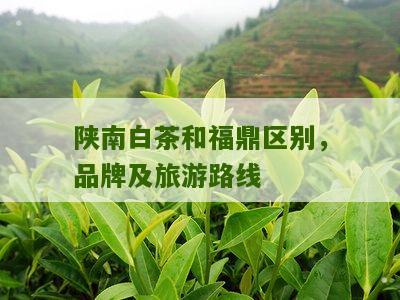 陕南白茶和福鼎区别，品牌及旅游路线