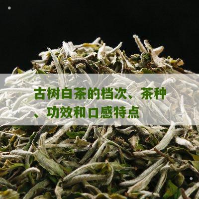 古树白茶的档次、茶种、功效和口感特点