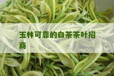 玉林可靠的白茶茶叶招商