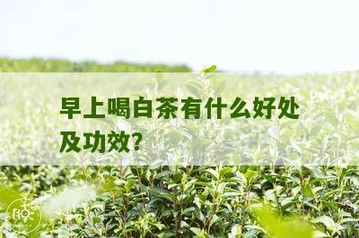 早上喝白茶有什么好处及功效？