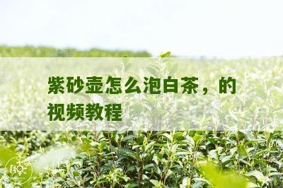 紫砂壶怎么泡白茶，的视频教程