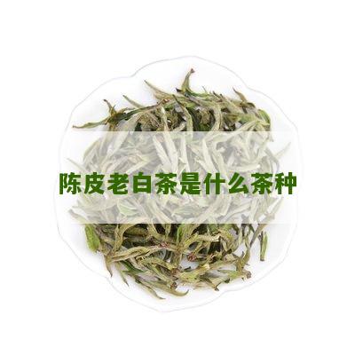 陈皮老白茶是什么茶种