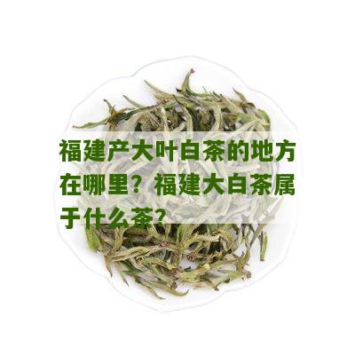 福建产大叶白茶的地方在哪里？福建大白茶属于什么茶？