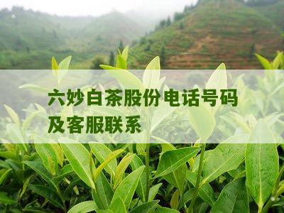 六妙白茶股份电话号码及客服联系