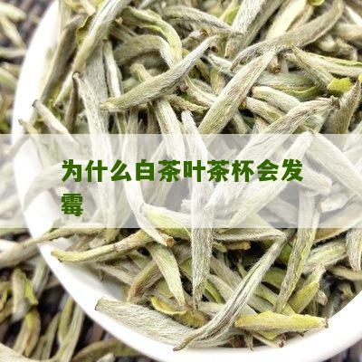 为什么白茶叶茶杯会发霉