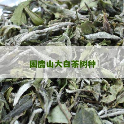 困鹿山大白茶树种