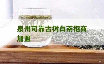 泉州可靠古树白茶招商加盟