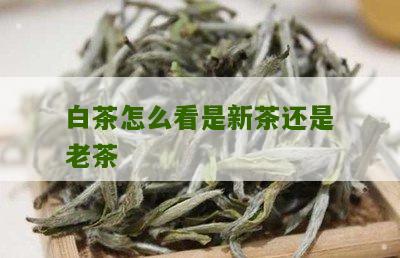 白茶怎么看是新茶还是老茶