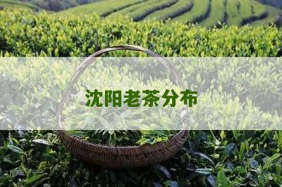 沈阳老茶分布