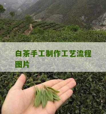 白茶手工制作工艺流程图片