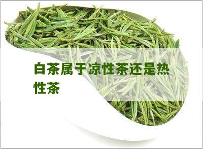 白茶属于凉性茶还是热性茶