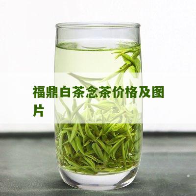 福鼎白茶念茶价格及图片