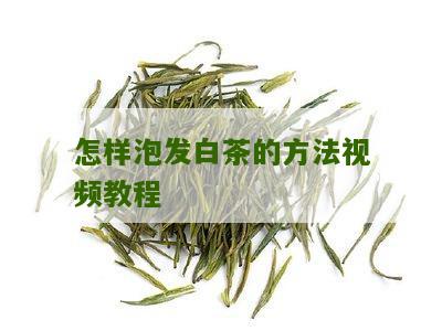 怎样泡发白茶的方法视频教程