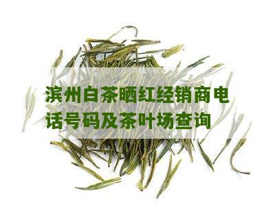 滨州白茶晒红经销商电话号码及茶叶场查询