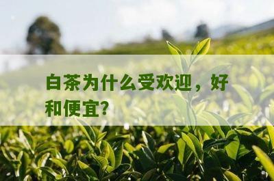 白茶为什么受欢迎，好和便宜？