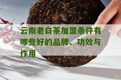 云南老白茶加盟条件有哪些好的品牌、功效与作用