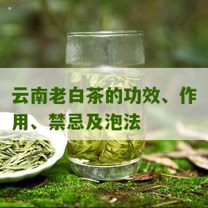 云南老白茶的功效、作用、禁忌及泡法