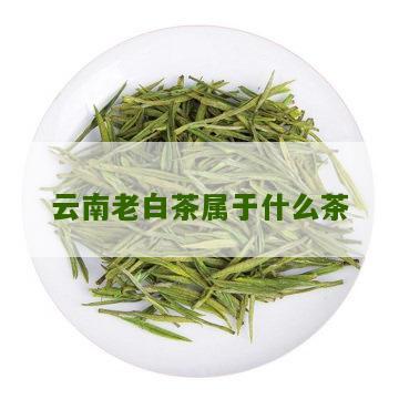 云南老白茶属于什么茶