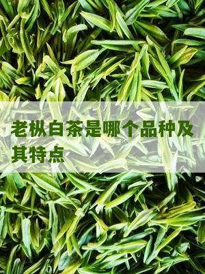 老枞白茶是哪个品种及其特点