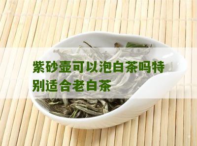 紫砂壶可以泡白茶吗特别适合老白茶