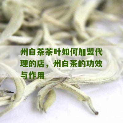 州白茶茶叶如何加盟代理的店，州白茶的功效与作用