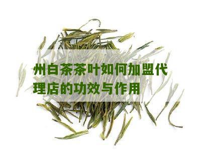 州白茶茶叶如何加盟代理店的功效与作用