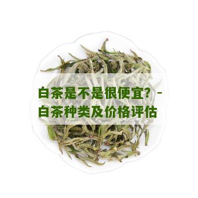 白茶是不是很便宜？-白茶种类及价格评估