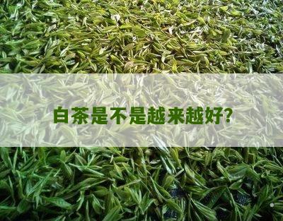 白茶是不是越来越好？