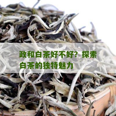 政和白茶好不好？探索白茶的独特魅力