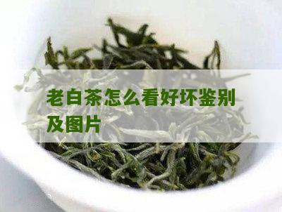 老白茶怎么看好坏鉴别及图片