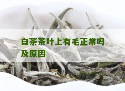 白茶茶叶上有毛正常吗及原因