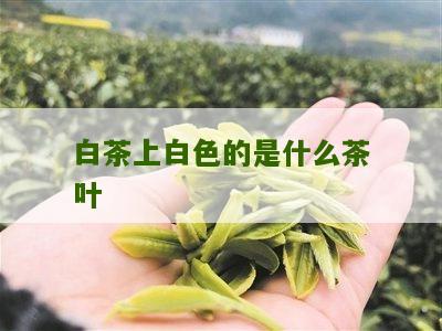 白茶上白色的是什么茶叶