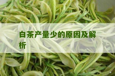 白茶产量少的原因及解析