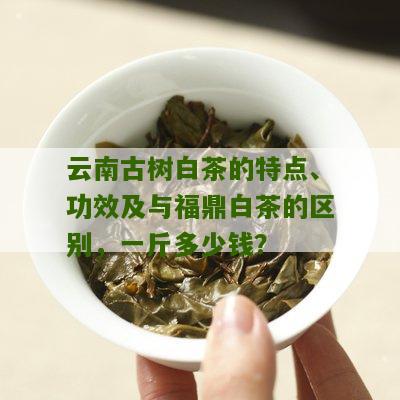 云南古树白茶的特点、功效及与福鼎白茶的区别，一斤多少钱？