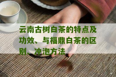 云南古树白茶的特点及功效、与福鼎白茶的区别、冲泡方法