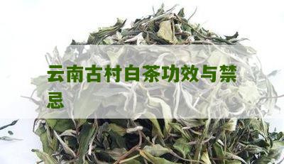 云南古村白茶功效与禁忌