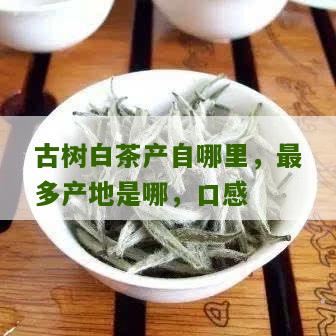 古树白茶产自哪里，最多产地是哪，口感