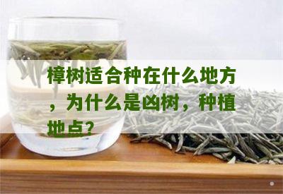 樟树适合种在什么地方，为什么是凶树，种植地点？