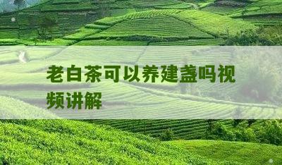 老白茶可以养建盏吗视频讲解