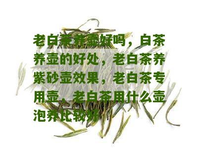 老白茶养壶好吗，白茶养壶的好处，老白茶养紫砂壶效果，老白茶专用壶，老白茶用什么壶泡养比较好