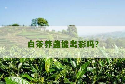 白茶养盏能出彩吗？