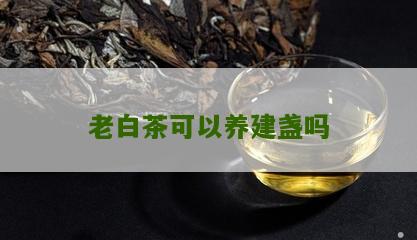 老白茶可以养建盏吗