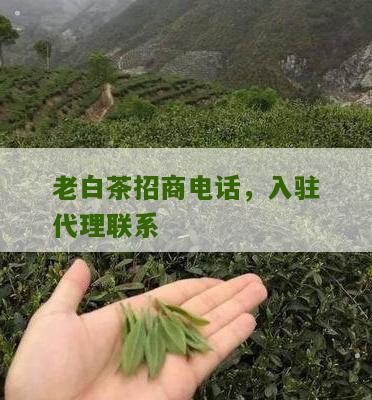 老白茶招商电话，入驻代理联系