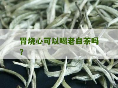 胃烧心可以喝老白茶吗？